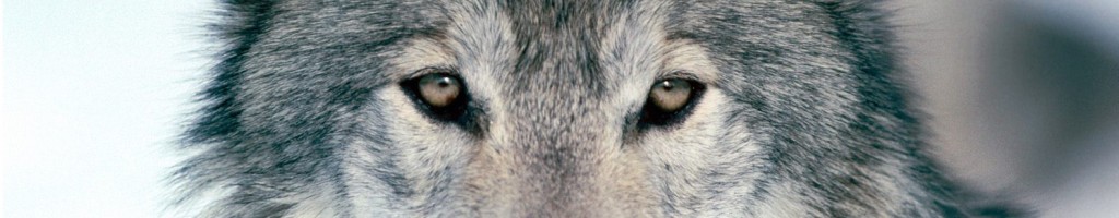 occhi del lupo